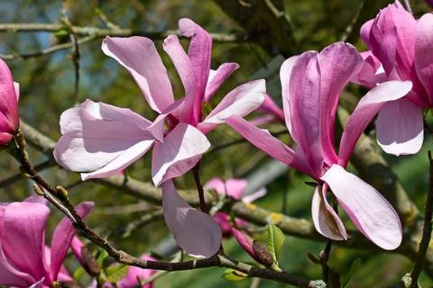 Magnolia Stock Photos