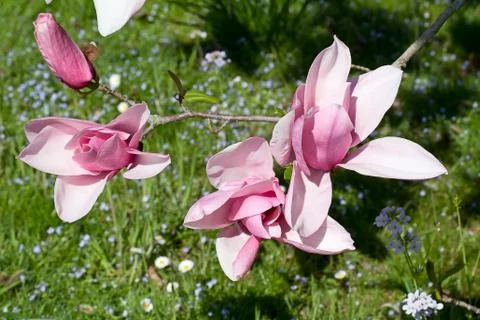 Magnolia Stock Photos