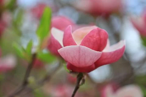 Magnolia Foto stock
