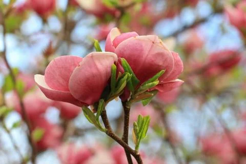 Magnolia Stock Photos