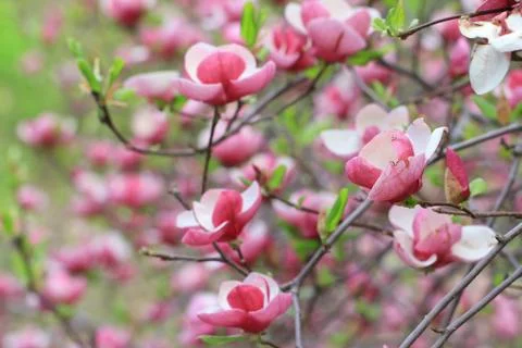 Magnolia 写真素材