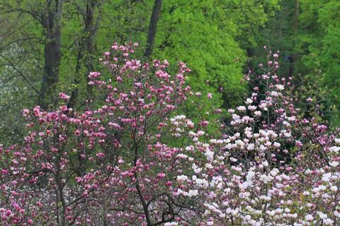 Magnolia Foto stock