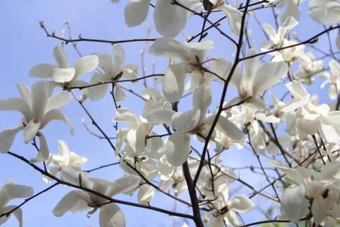 Magnolia Stock Photos