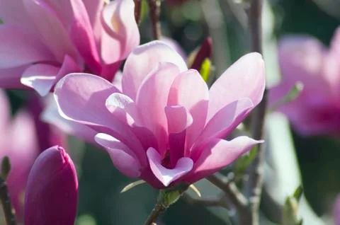 Magnolia Stock Photos