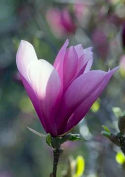 Magnolia Stock Photos