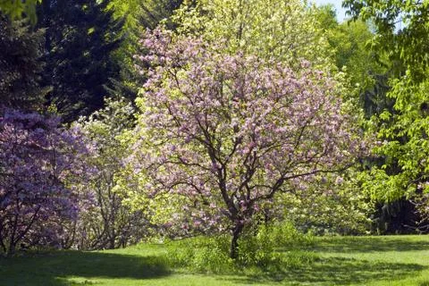 Magnolia Foto stock