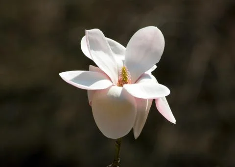 Magnolia Stock Photos
