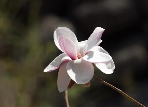 Magnolia Stock Photos