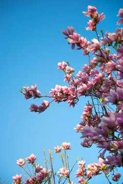 Magnolia Stock Photos
