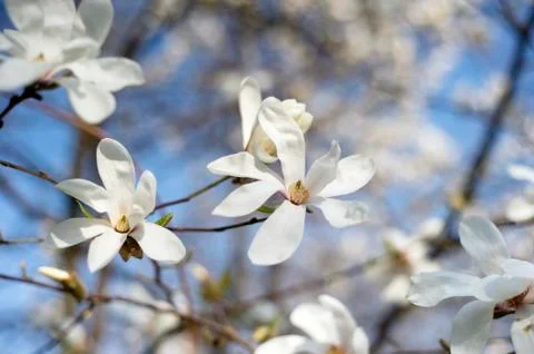 Magnolia Stock Photos