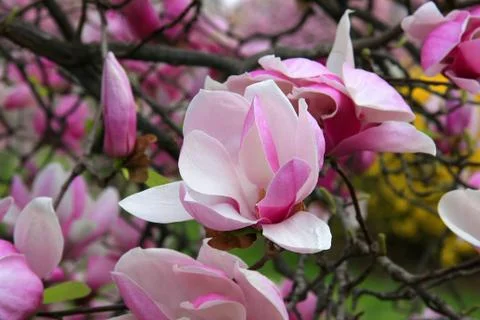 Magnolia Stock Photos