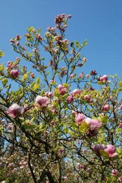 Magnolia Stock Photos