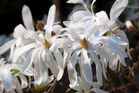 Magnolia Stock Photos