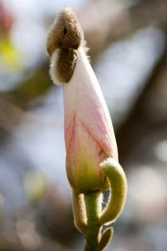 Magnolia Stock Photos