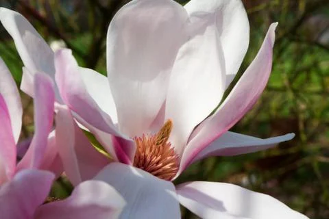 Magnolia Stock Photos