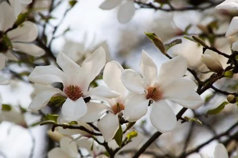 Magnolia Stock Photos