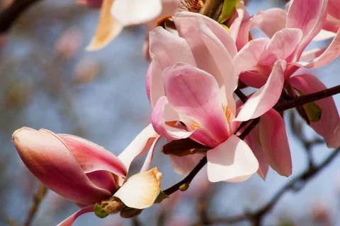 Magnolia Stock Photos