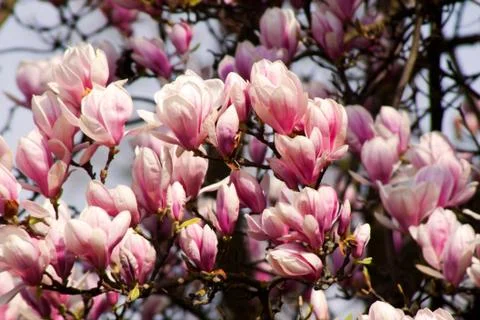 Magnolia Stock Photos