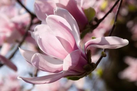 Magnolia Stock Photos