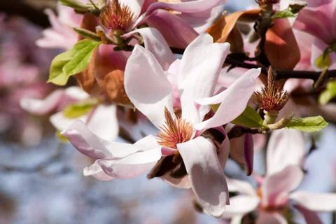 Magnolia Stock Photos