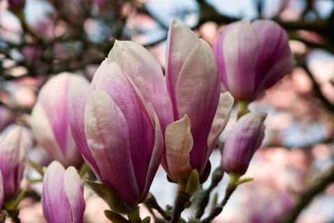 Magnolia Stock Photos
