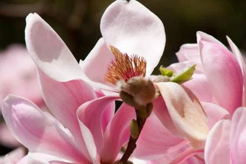 Magnolia Stock Photos