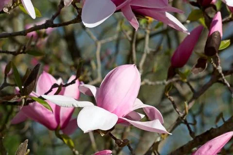 Magnolia Stock Photos