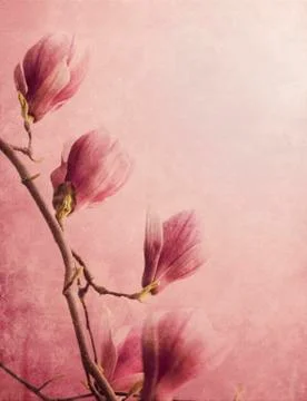 Magnolia Stock Photos