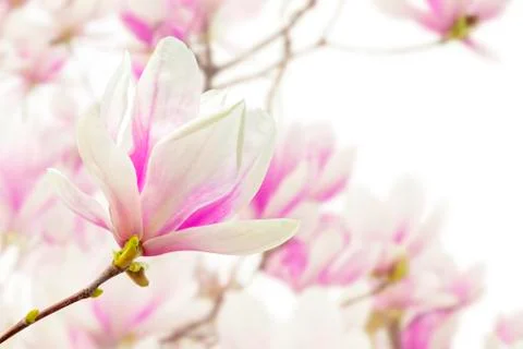 Magnolia Stock Photos