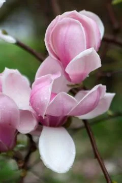 Magnolia Stock Photos