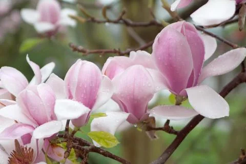 Magnolia Stock Photos