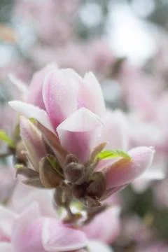 Magnolia Stock Photos