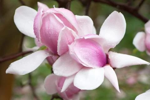 Magnolia Foto stock