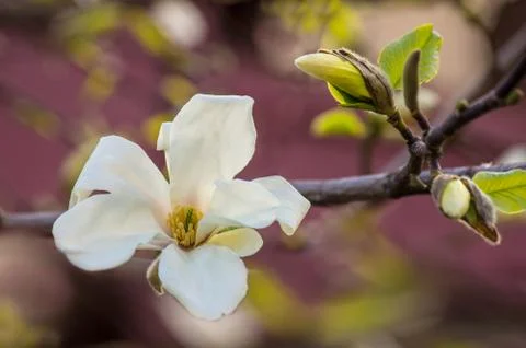 Magnolia Stock Photos