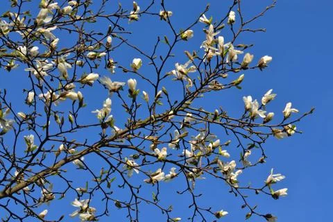 Magnolia Stock Photos