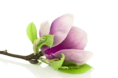 Magnolia  Stock Photos