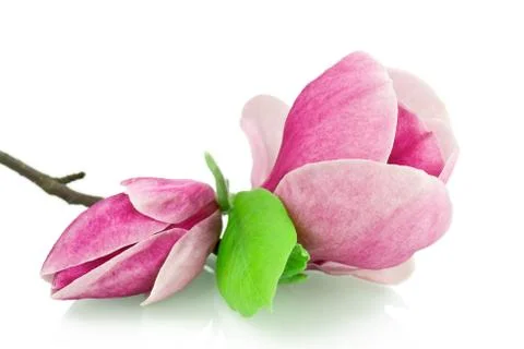 Magnolia Stock Photos