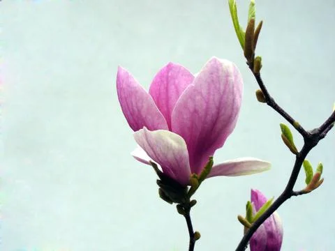 Magnolia Stock Photos