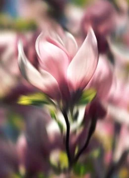 Magnolia Stock Photos