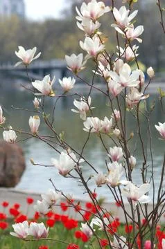 Magnolia Stock Photos
