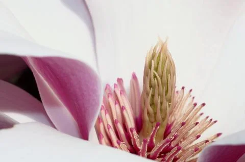 Magnolia Stock Photos