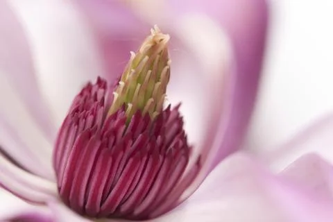 Magnolia Foto stock
