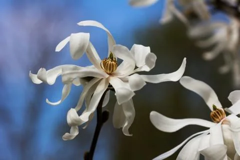 Magnolia Stock Photos