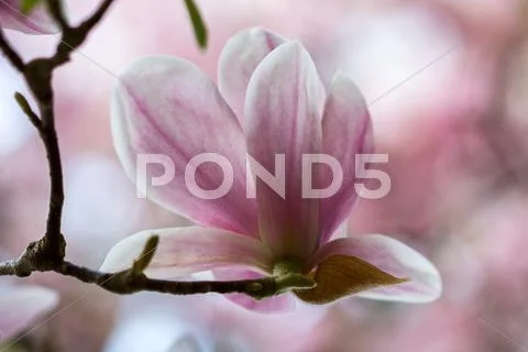 Magnolia Stock Photos