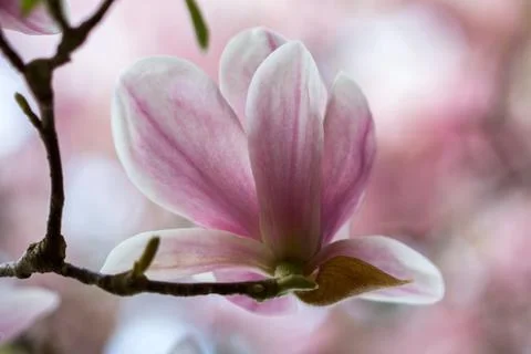 Magnolia Stock Photos