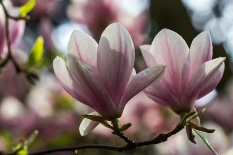Magnolia Stock Photos