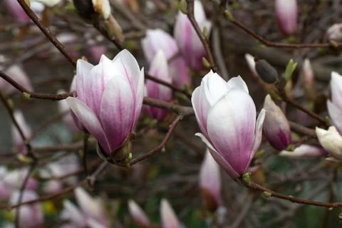 Magnolia Stock Photos