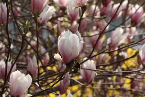 Magnolia Stock-Fotos