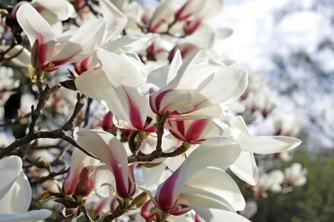Magnolia Stock Photos