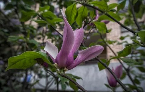 Magnolia Stock Photos